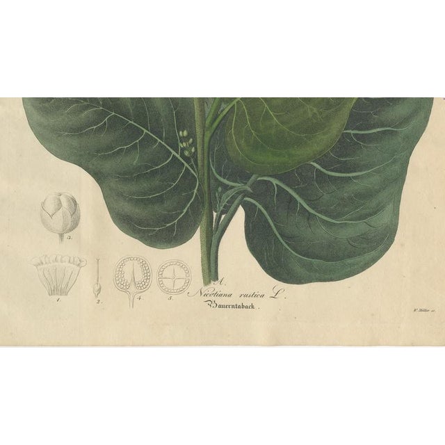 Nicotiana Rustica, 1800s, Paper For Sale - Image 5 of 10