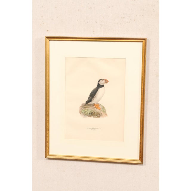 Early 20th Century Swedish Framed Puffin Lithograph, C. 1920 For Sale - Image 10 of 11