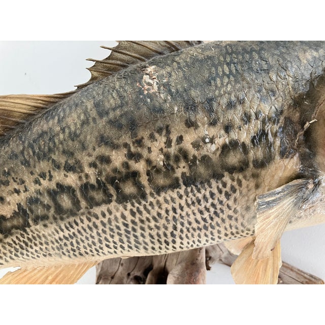 Largemouth Bass Taxidermy by Heinemann Taxidermy-American Sporting Folk Art, Mid-20th Century For Sale - Image 14 of 14