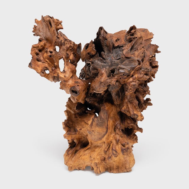 A striking silhouette elevates this gnarled burlwood object into an incredible natural sculpture. The organic wooden form...
