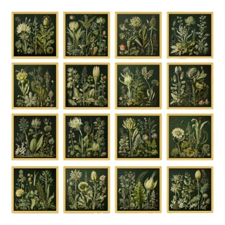 Set of 16 - Dark Green Antique Botanical Garden Studies - Botanical Wall Art Installation For Sale