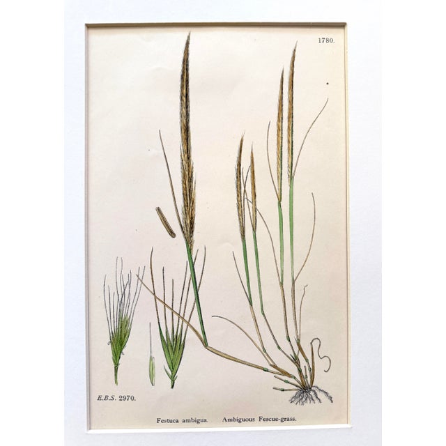 English Set of 3 19th Century Botannical Colored Engravings of Grasses For Sale - Image 3 of 6