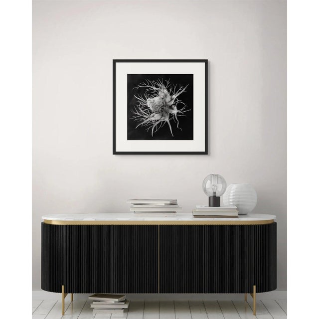 Devil in the Bush Flower — Vintage Botanical Photography Print Inspired by Karl Blossfeldt A striking black-and-white...