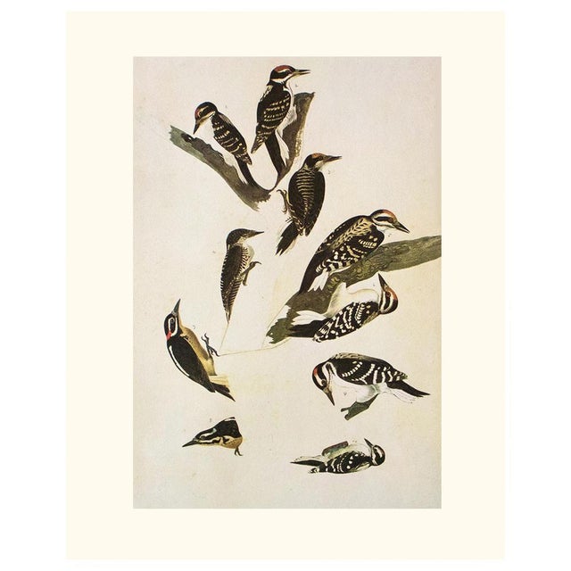 Paper 1966 Vintage Cottage Print "Woodpeckers" After John James Audubon For Sale - Image 7 of 7