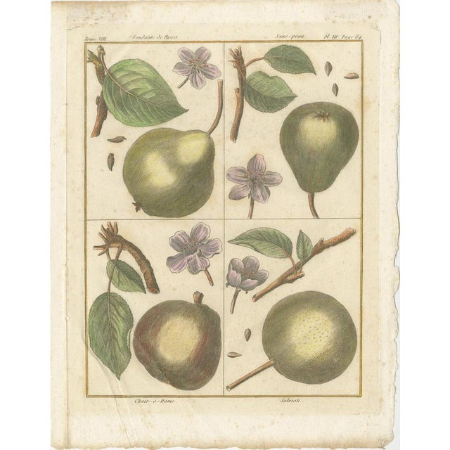 Poiteau and Turpin, Illustrations of Apples, Pears and Peaches, Engravings, 1820, Set of 3 For Sale - Image 9 of 10