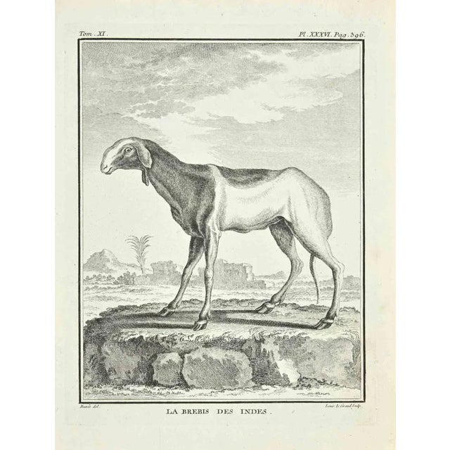 Le Brebis is an etching made in 1771 by Louis Legrand (1723-1807). Titled and Signed on the plate. The artwork Belongs to...
