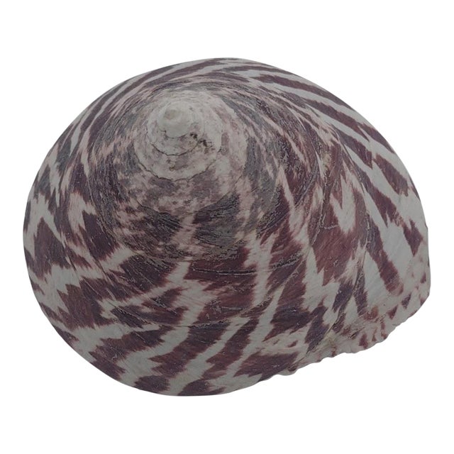 Vintage Zebra Top Shell – Trochus Maculatus, Sea of Cortez C. 1970s For Sale