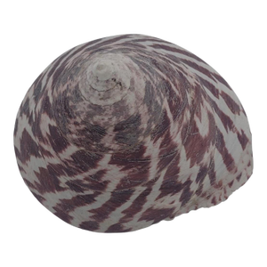 Vintage Zebra Top Shell – Trochus Maculatus, Sea of Cortez C. 1970s