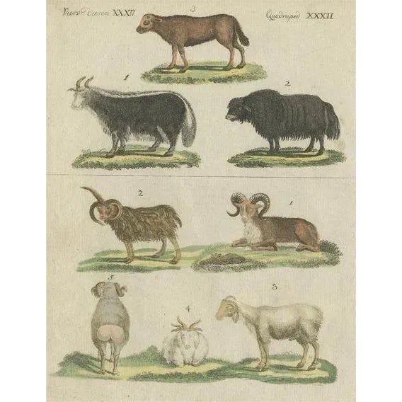 Bertuch, Illustration of Sheep, 1800s, Hand Colored Print For Sale - Image 6 of 6