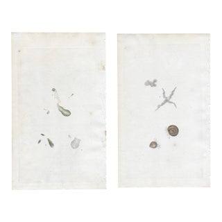 Pair of 19th Century Microscopic Organisms Engraving For Sale