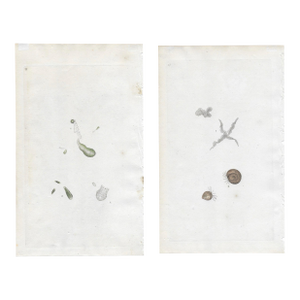 Pair of 19th Century Microscopic Organisms Engraving