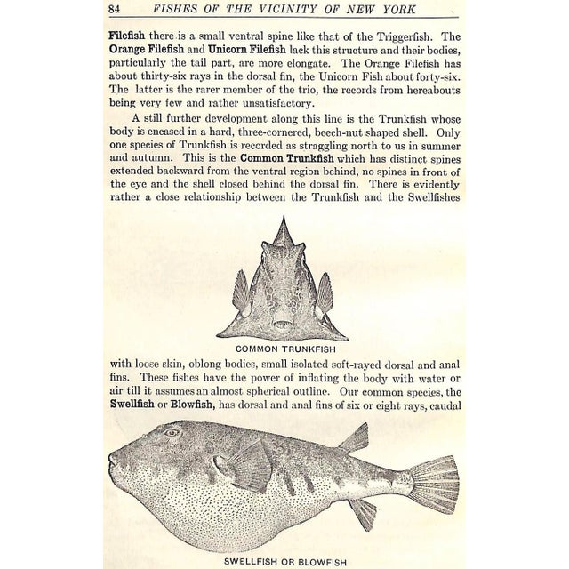 "Fishes of the Vicinity of New York City" 1918 Nichols, John Treadwell For Sale - Image 4 of 9