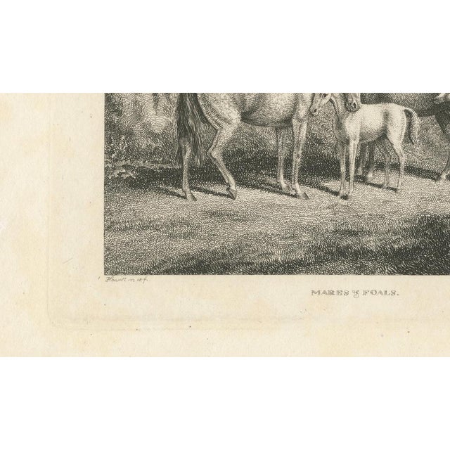 Paper Samuel Howitt, Mares & Foals, 1799, Engraving For Sale - Image 7 of 9