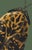 The series was produced by CFA editions from original pochior prints by E.A. Seguy. The series of insects that Seguy...