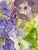 Lavender Framed Original Watercolor Painting “Iceland Poppies and Sweet Peas” For Sale - Image 8 of 12