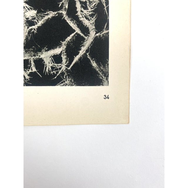 Photorealism 1940s Framed Botanical Blossfeldt Print - No. 34 For Sale - Image 3 of 5