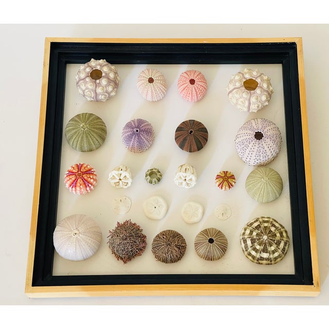 Great collection of Natures beauty sea shells, natural marine specimens.