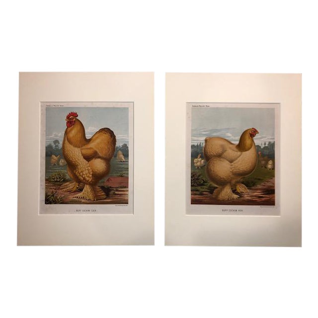 Late 19th Century Antique Cassell’s Poultry Book Cochin Hen and Cock Chromolithographs - A Pair For Sale