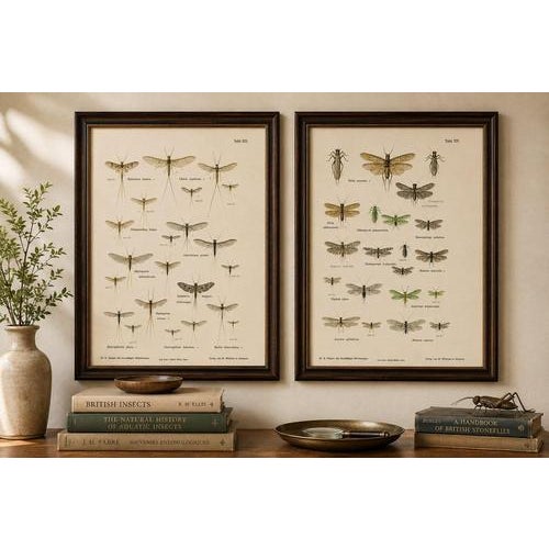 Set of two entomological lithographs from die geradflügler, germany, 1908 : an elegant pair of original color lithographs...