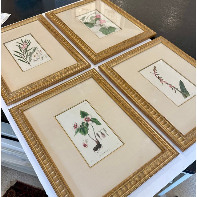 Botanicals: Trillion, Oleander, Snapdragon, Original by by William Curtis, 1803 (Set/4) For Sale - Image 6 of 6