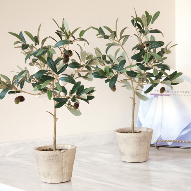 Kenneth Ludwig Chicago Olive Tree With Fruit In Pot 19.5" For Sale - Image 4 of 4