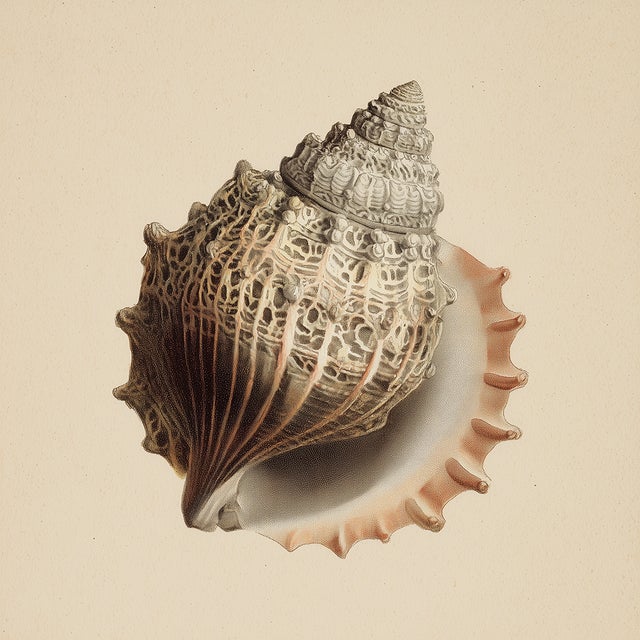 Coastal Set of 4 - Shells Collection | Coastal Natural History Fine Art Prints For Sale - Image 3 of 6