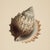 Coastal Set of 4 - Shells Collection | Coastal Natural History Fine Art Prints For Sale - Image 3 of 6