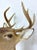 Wood Whitetail Deer Shoulder Mount For Sale - Image 7 of 9