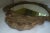 Antique Giltwood Shell Crest Shield Wall Mirror For Sale - Image 9 of 9