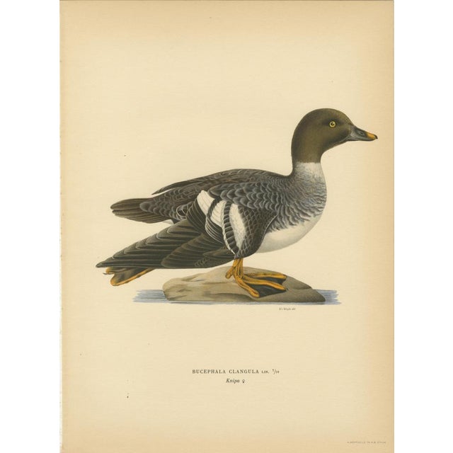 1920s Scandinavian Bird Charts of Goldeneye Ducks, 1929, Prints, Set of 3 For Sale - Image 5 of 10