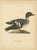 1920s Scandinavian Bird Charts of Goldeneye Ducks, 1929, Prints, Set of 3 For Sale - Image 5 of 10