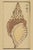 Vintage Japanese Seashell Studies Diptych, Woodblock Print Reproduction Set, 20" X 30" For Sale - Image 4 of 10