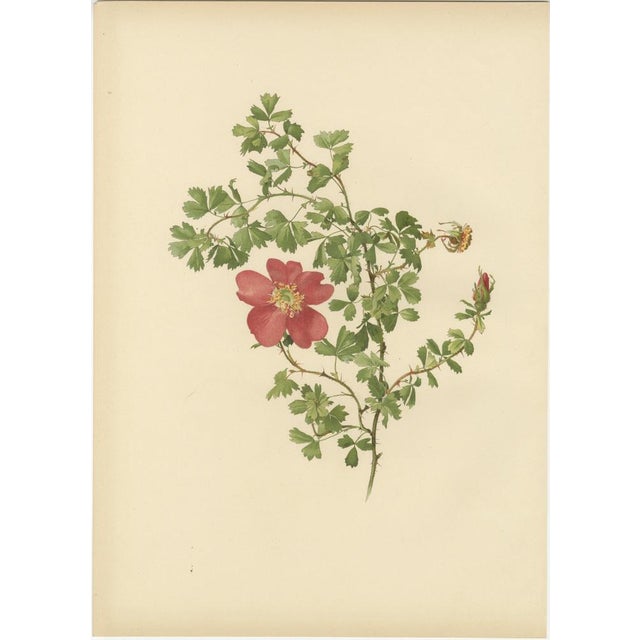 Pair of Antique Chromolithographs of Roses by Parsons & Willmott, 1914 This pair of large folio chromolithographs comes...