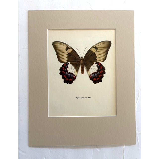 Realism Vintage 1965 Butterfly Print in 11x14 Mat: Papilio Aegus/Orchid Swallowtail, EUC For Sale - Image 3 of 3