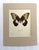 Realism Vintage 1965 Butterfly Print in 11x14 Mat: Papilio Aegus/Orchid Swallowtail, EUC For Sale - Image 3 of 3