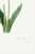 Tulip by Pierre-Joseph Redouté, Vintage Botanical Art Print, 20" X 30" For Sale In Buffalo - Image 6 of 10