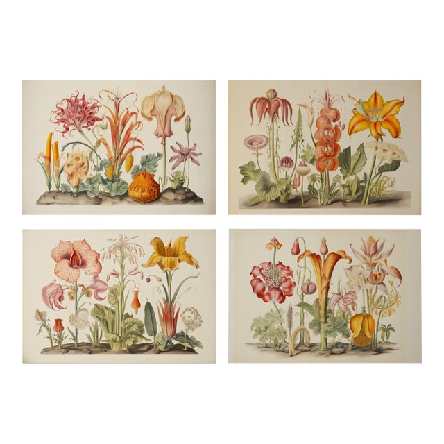 Set of 4 Botanical Prints — Hortus Floridus Style Flowers, Unframed For Sale
