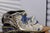 Venice Carnival Mask, 2000s For Sale - Image 18 of 18