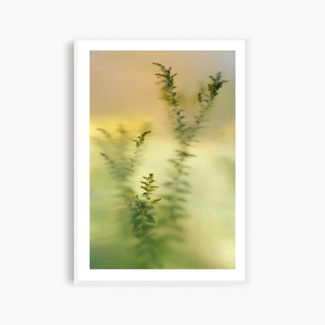 Featuring soft hues of green and yellow with the subtle textures of the goldenrod plant emerging through the opacity, this...