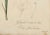 Gladiolus Carnelus Hand Painted Colored Engraving Signed p.j. Redoute For Sale - Image 12 of 13