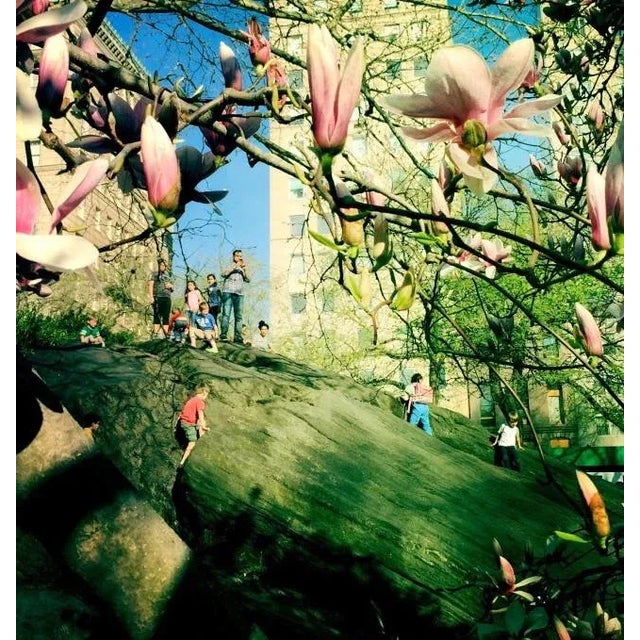 Spring in Central Park, Manhattan. Original photograph by Louise Weinberg. Printed approximately 16 x 16" on heavyweight...