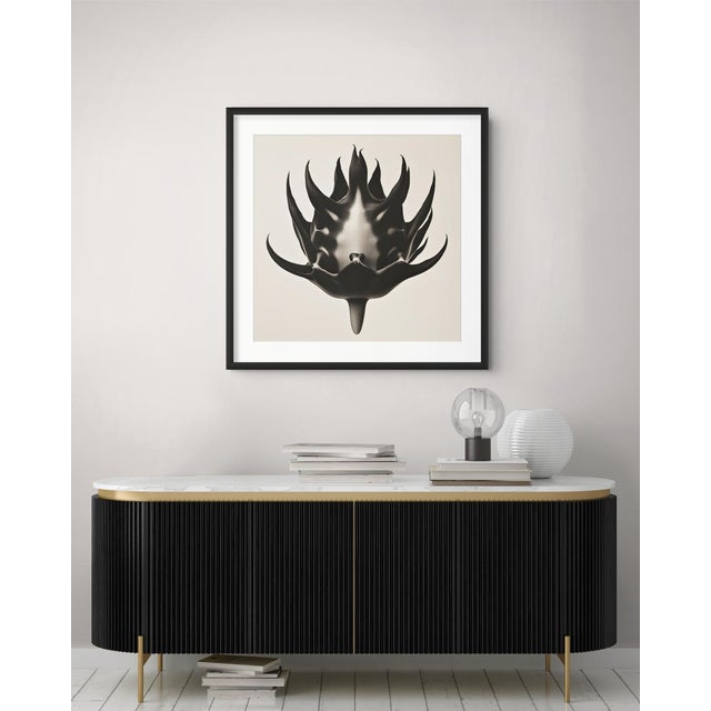 A striking black-and-white botanical print featuring Anastatica Hierochuntina, meticulously restored and remastered from...