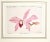 Traditional 1896-1907 RARE_Set of 5-Antique Orchid Botanical Chromolithographs For Sale - Image 3 of 6