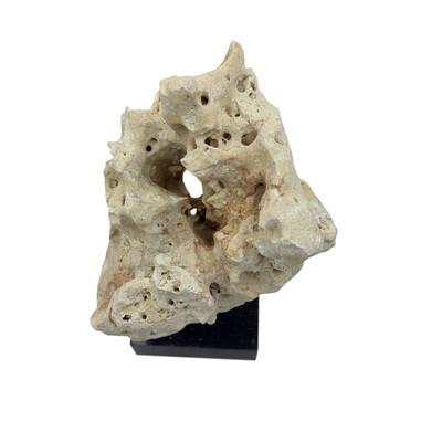 2010s Indonesian Coral Stone On Teak Stand For Sale - Image 5 of 5