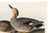 Gadwall Duck, Vintage Art Print Reproduction From Birds of America by John James Audubon, 48″ × 32″ For Sale - Image 9 of 12