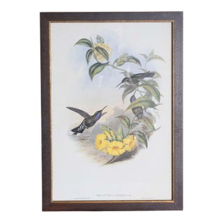 19th Century John Gould Bird Print - One of 24 For Sale