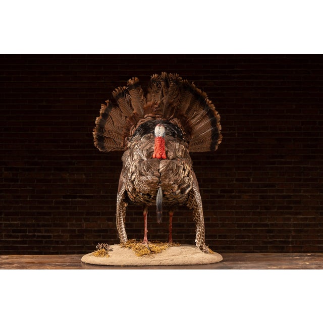 Rustic Full-Body Wild Turkey Taxidermy Mount in Strutting Display For Sale - Image 3 of 9