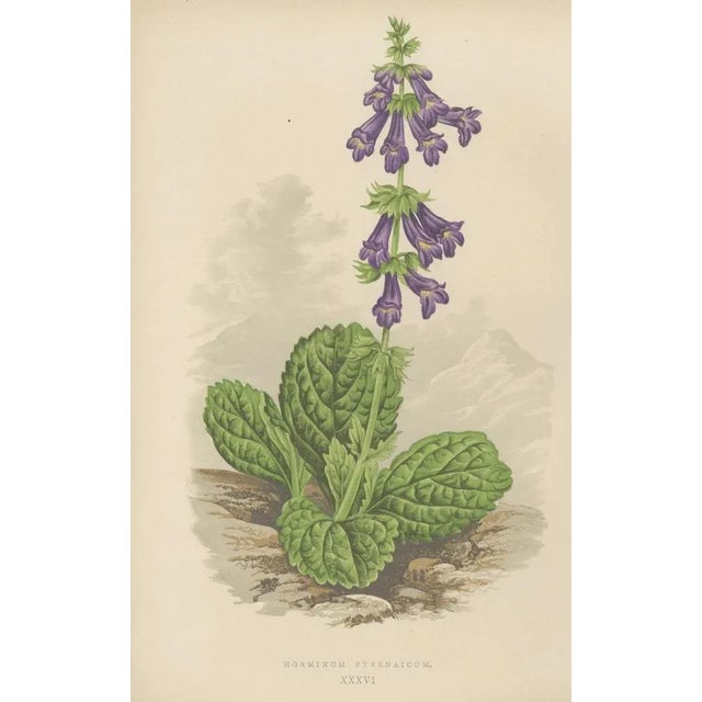 Iris and Pyrenean Dead-Nettle, 1874, Paper, Set of 2 For Sale - Image 4 of 10