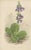 Iris and Pyrenean Dead-Nettle, 1874, Paper, Set of 2 For Sale - Image 4 of 10