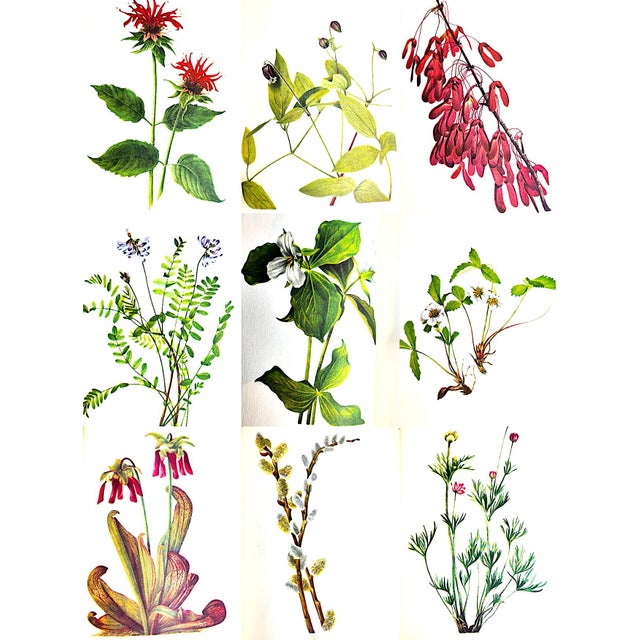 1970s Smithsonian Edition "Wildflowers of America" Coffee Table Book For Sale In Miami - Image 6 of 11